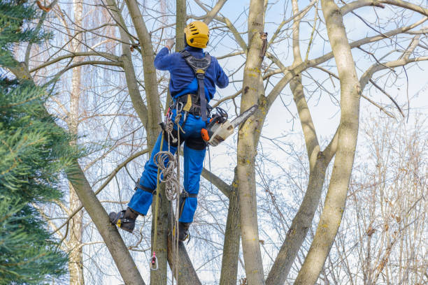 Trusted Fayette, MS Tree Services Experts